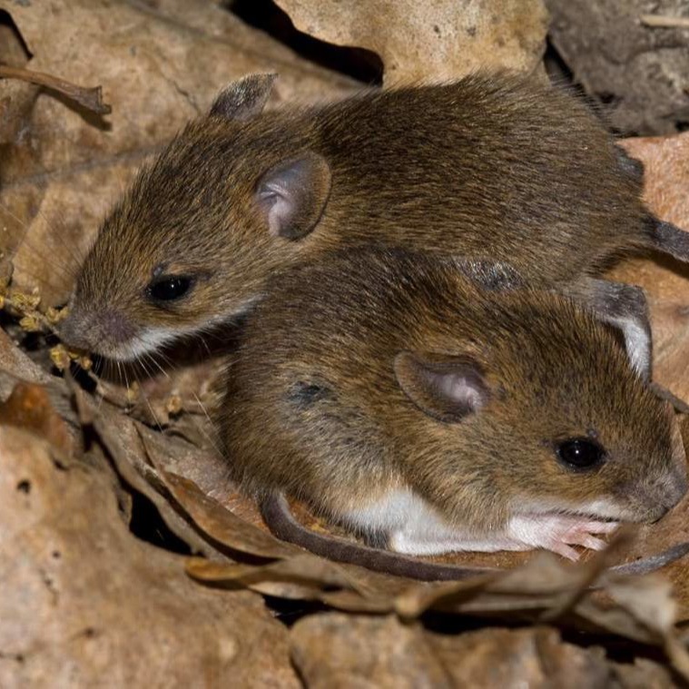 Уничтожения мышей в частном доме в Курске?