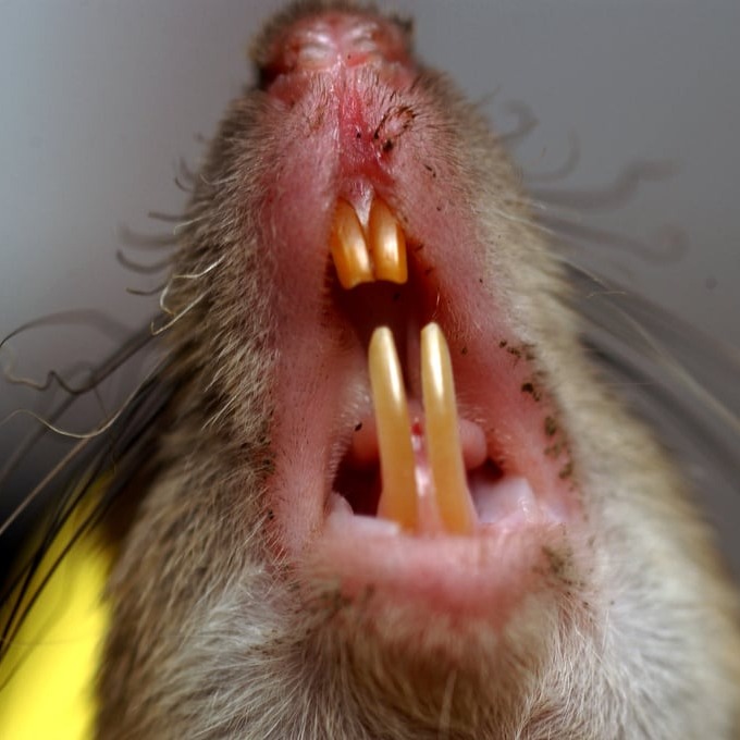 Дератизация крыс в Курске?